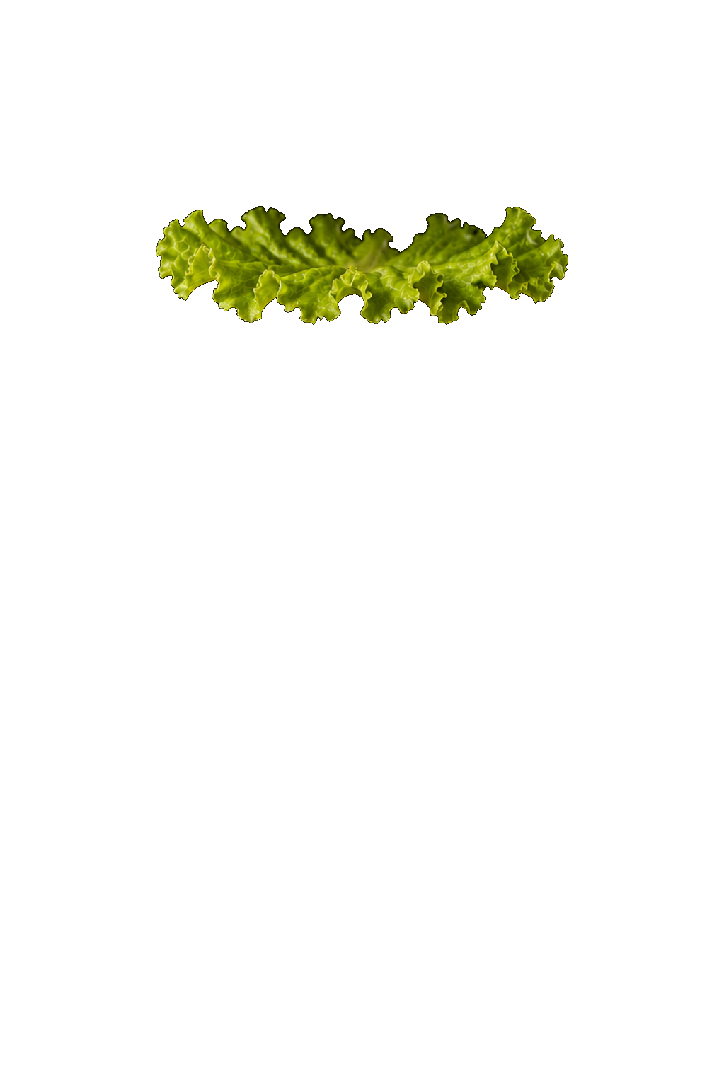 Lettuce